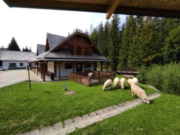 Skanzen Vychylovka, Historická lesná úvraťová železnica, Nová Bystrica - Vychylovka